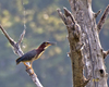 Green Heron